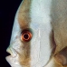 batfish_longfin_db_v_0705_png2243.jpg